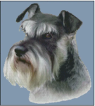 (image for) Schnauzer (No Background)